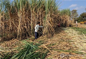 인도 설탕 수출 금지 소식에…<b>엘니뇨</b> 여파 어디까지